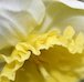 March birthflower