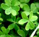 St Patrick's Day
